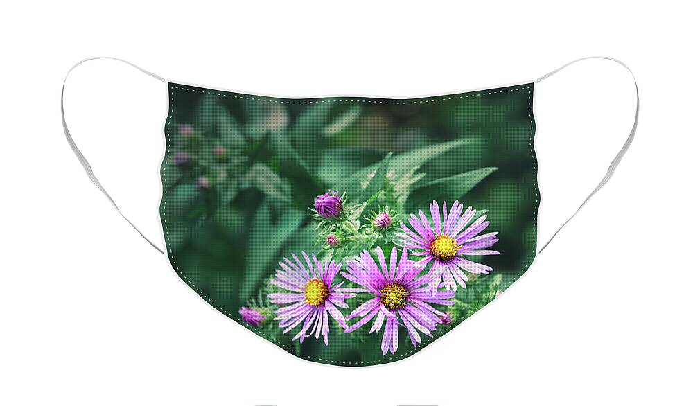 New England Aster Face Mask featuring the photograph Trio of New England Aster Blooms by Scott Norris