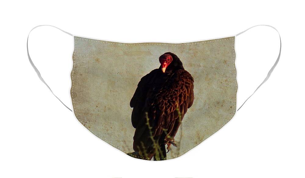 Arizona Face Mask featuring the photograph Turkey Vulture Vintage by Judy Kennedy
