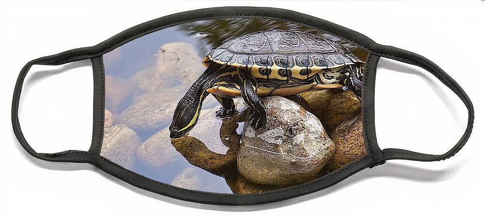 Turtle Face Mask featuring the photograph Turtle drinking water by Tatiana Travelways