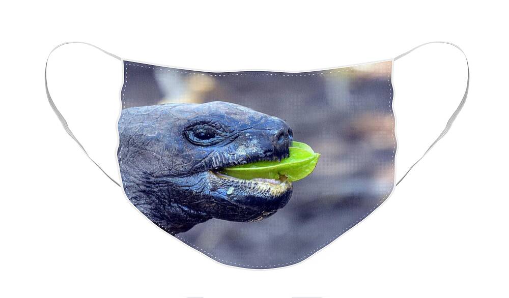 Turtle Face Mask featuring the photograph Turtle by Thomas Schroeder
