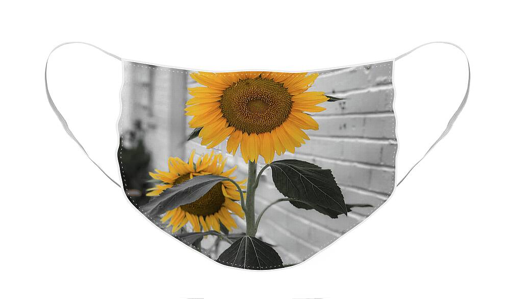 Sunflower Face Mask featuring the photograph Urban Sunflower - Black and White by Lora J Wilson