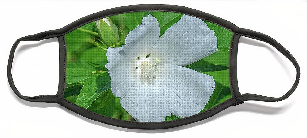 Nature Face Mask featuring the photograph Very Rare almost All-white Crimson-eyed Rosemallow DFL0995 by Gerry Gantt