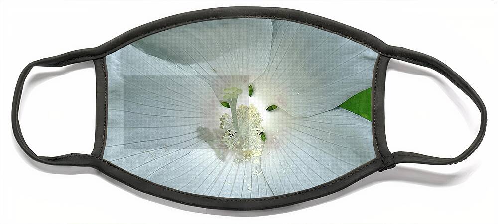 Nature Face Mask featuring the photograph Very Rare almost All-white Crimson-eyed Rosemallow DFL0996 by Gerry Gantt