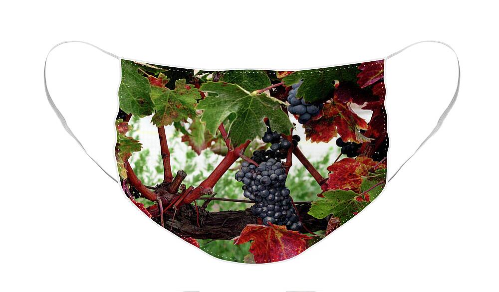 Wine Grapes In The Fall Face Mask featuring the photograph Vineyard in the Fall by Terri Brewster