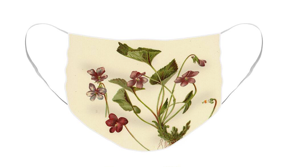 Flowers Face Mask featuring the mixed media Viola Cucullata Common Blue Violet by L Prang