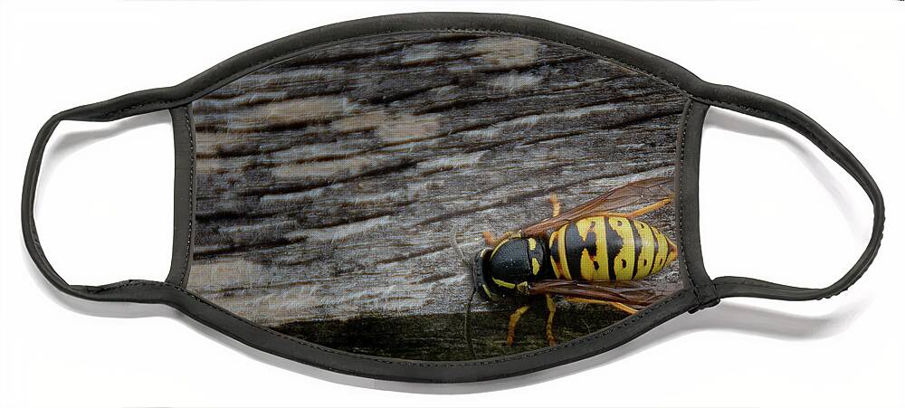 Abdomen Face Mask featuring the photograph Wasp on wood by Scott Lyons