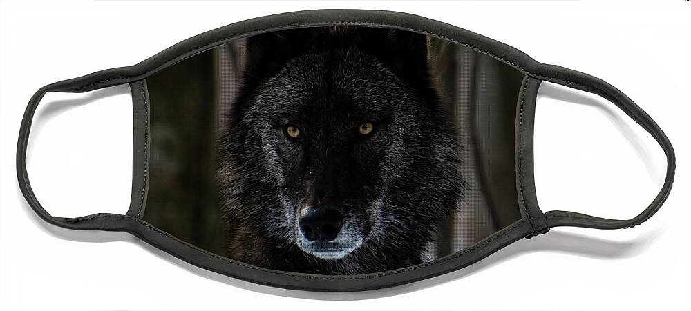 British Columbian Wolf Face Mask featuring the photograph Watching by Rose Guinther