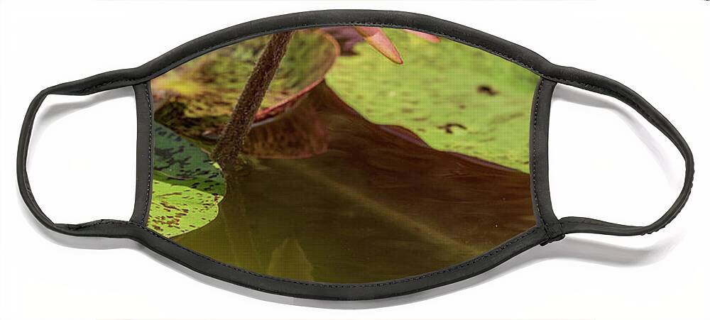 Flower Face Mask featuring the photograph Water Lily #2 by Minnie Gallman