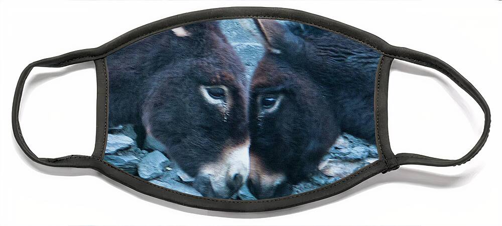 Burro Face Mask featuring the photograph Eye To Eye, Nose To Nose, Heart To Heart by Leslie Struxness