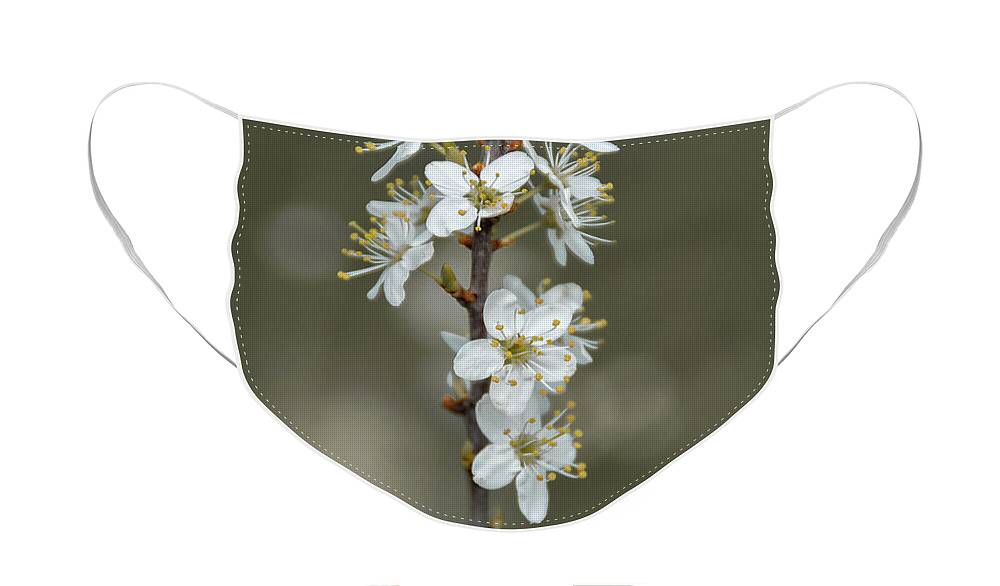Art Face Mask featuring the photograph White Cherry Blossom Flowers by Scott Lyons