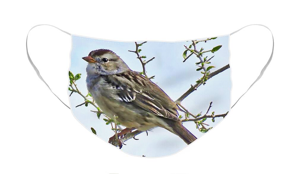 Affordable Face Mask featuring the photograph White-Crowned Sparrow on Creosote by Judy Kennedy
