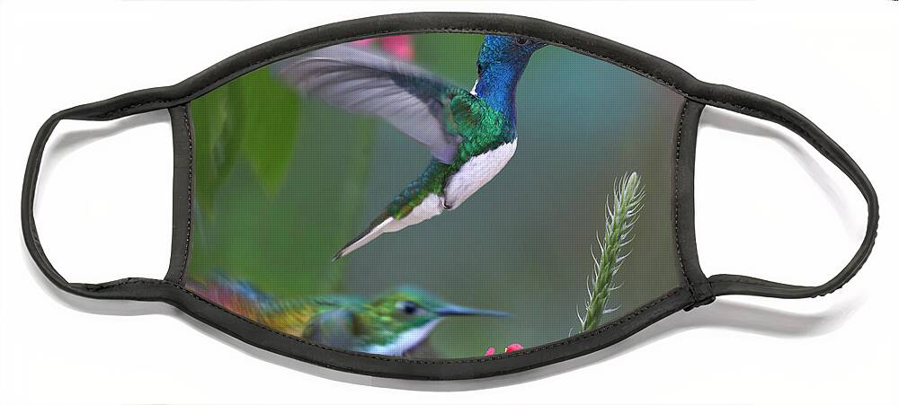 00557682 Face Mask featuring the photograph White-necked Jacobin And Golden-tailed Sapphire, Trinidad by Tim Fitzharris