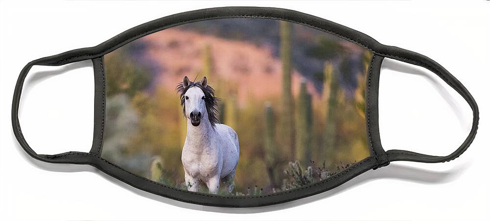Stallion Face Mask featuring the photograph White Stallion by Shannon Hastings