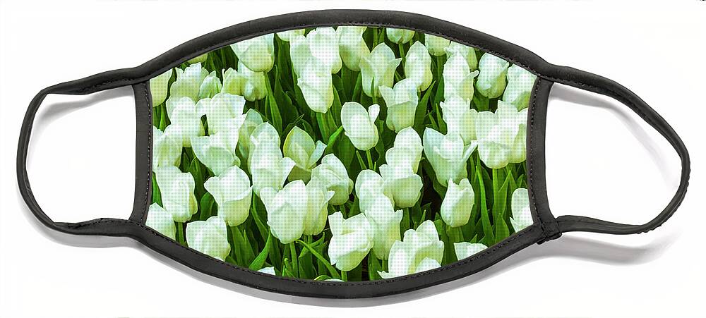 White Tulips On Green Face Mask featuring the photograph White Tulips on Green by Bonnie Follett