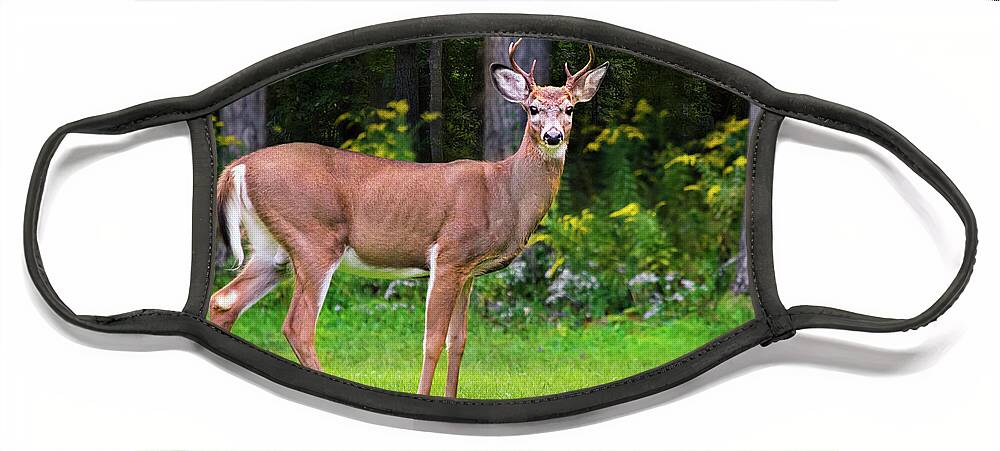 Whitetail Deer Face Mask featuring the photograph Whitetail Deer Buck by Christina Rollo