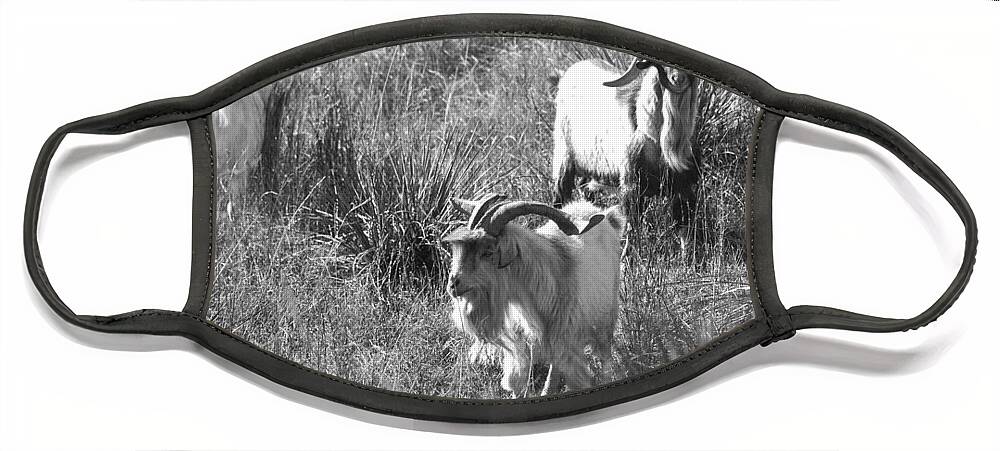 Richard E. Porter Face Mask featuring the photograph Wild Goats - Lake Mackenzie, Texas by Richard Porter
