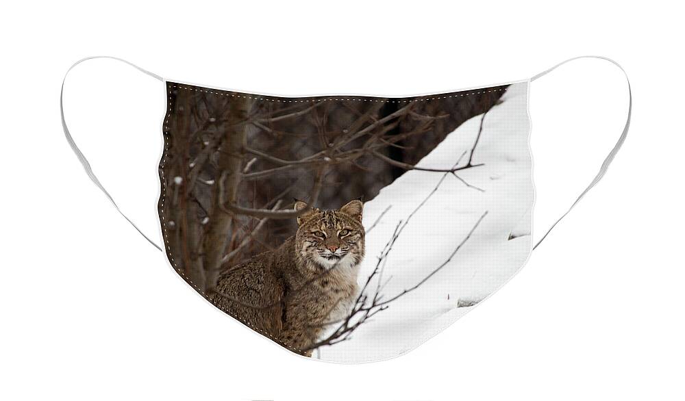 Bobcat Face Mask featuring the photograph Winter Bobcat by Karol Livote