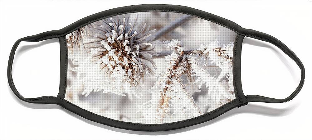 Freezing Face Mask featuring the photograph Winter frost on a garden thistle close up by Simon Bratt