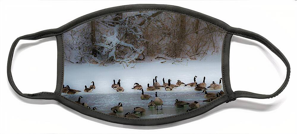 Heron Haven Face Mask featuring the photograph Winter Swim by Ed Peterson