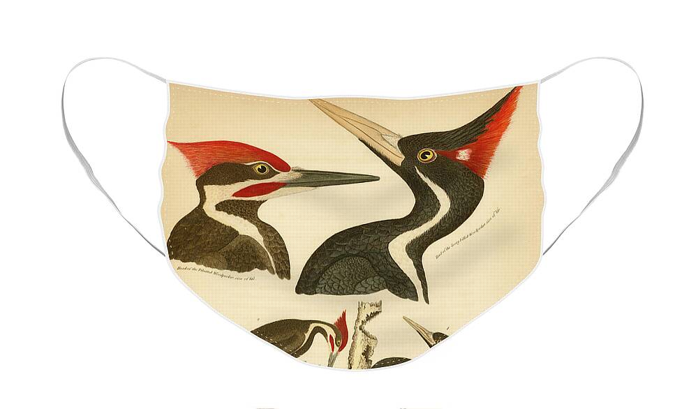 Birds Face Mask featuring the mixed media Woodpeckers by Alexander Wilson