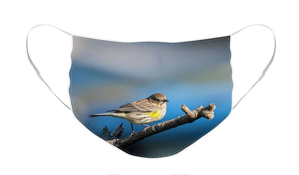 Nature Face Mask featuring the photograph Yelllow Rumped Warbler by Cathy Kovarik