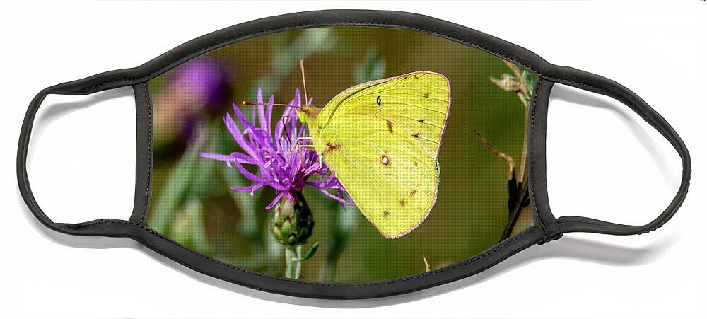 Butterfly Face Mask featuring the photograph Yellow Butterfly 7201 by Cathy Kovarik