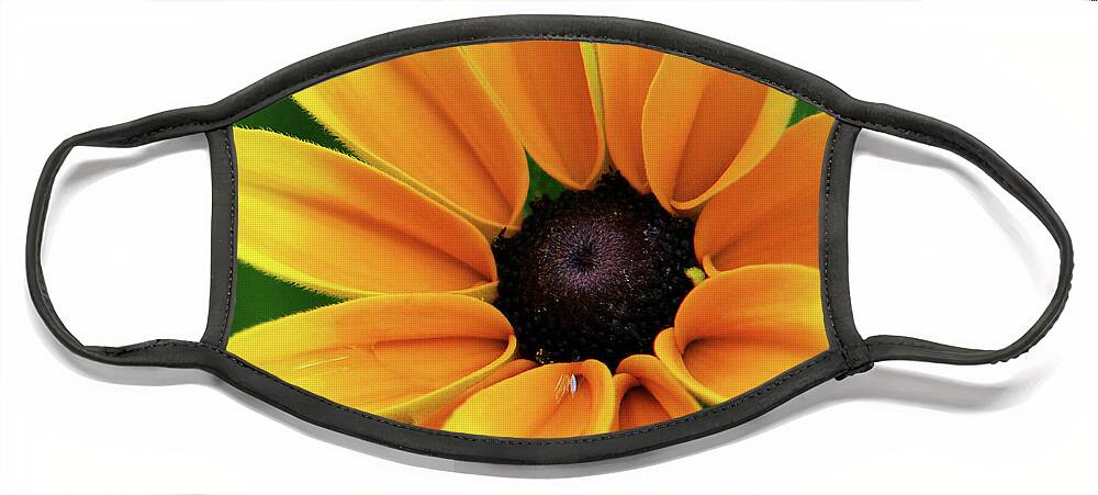 Yellow Flowers Face Mask featuring the photograph Yellow Flower Black Eyed Susan by Christina Rollo