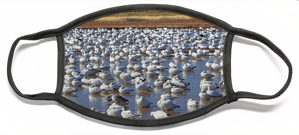 Snow Geese Face Mask featuring the photograph A Gaggle of Geese #1 by Robert Harris