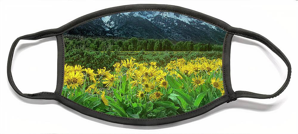Dave Welling Face Mask featuring the photograph Arrowleaf Balsamroot Grand Tetons National Park Wyoming #1 by Dave Welling