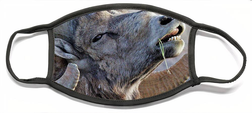 Bighorn Sheep Face Mask featuring the photograph Bighorn Ram by Natural Focal Point Photography