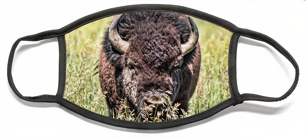 Bison Face Mask featuring the photograph Bison 3 #1 by Joe Granita