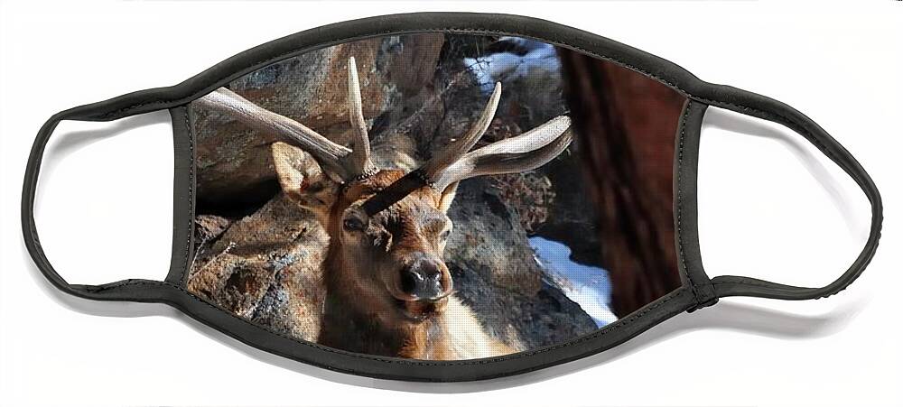 Elk Face Mask featuring the photograph Bull Elk Listening DS #1 by Jerry Sodorff