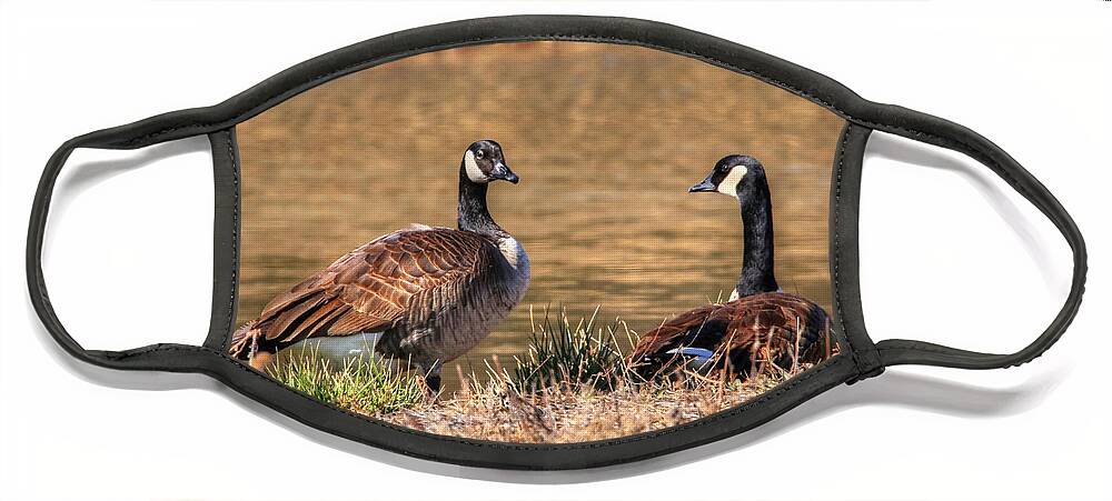 Goose Face Mask featuring the photograph Canada Geese #1 by Robert Harris