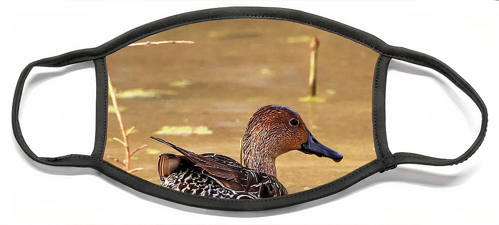 Cinnamon Teal Face Mask featuring the photograph Cinnamon Teal Hen #1 by Robert Harris