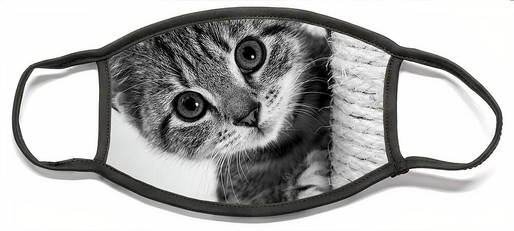 1 Kitten Face Mask featuring the photograph Cute kitten #2 by Seeables Visual Arts