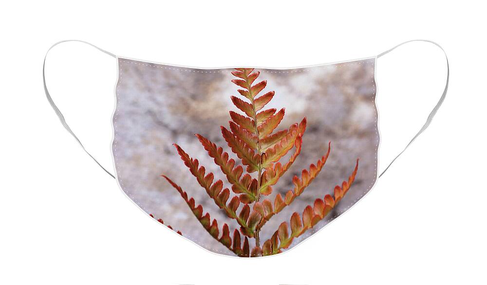 Fern Face Mask featuring the photograph Fern Frond #1 by Jeff Townsend