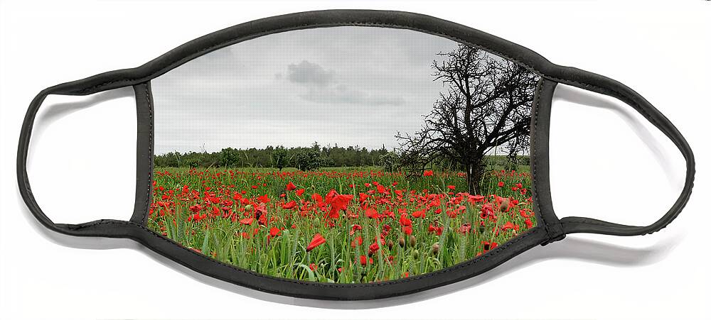 Poppy Anemone Face Mask featuring the photograph Field full of red beautiful poppy anemone flowers and a lonely dry tree. Spring time, spring landscape Cyprus. by Michalakis Ppalis