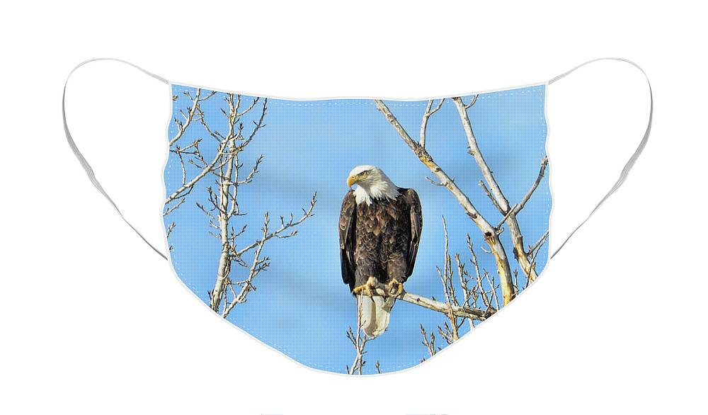 Eagle Face Mask featuring the photograph Fishing Eagle #1 by David Armstrong