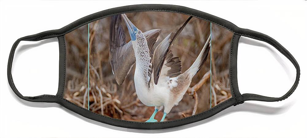 Blue Footed Booby Face Mask featuring the photograph Footloose #1 by John Hartung