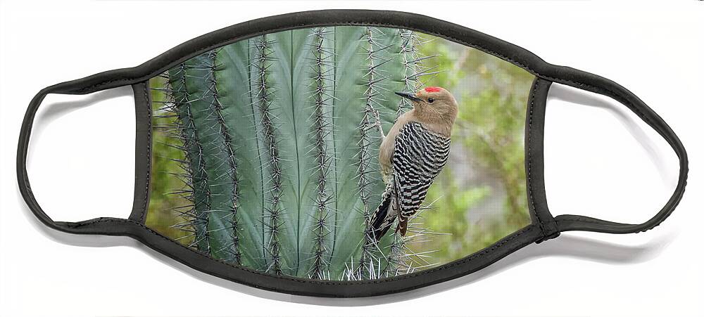 Gila Face Mask featuring the photograph Gila Woodpecker 4575 #2 by Tam Ryan