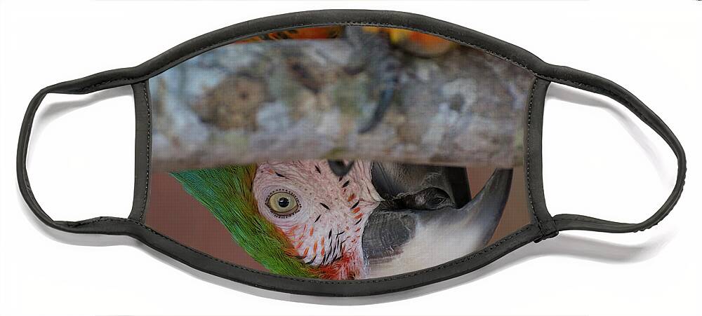 Bird Face Mask featuring the photograph Harlequin Macaw #1 by Carolyn Hutchins