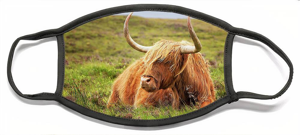 Highland Face Mask featuring the photograph Highland cow #1 by Jane Rix