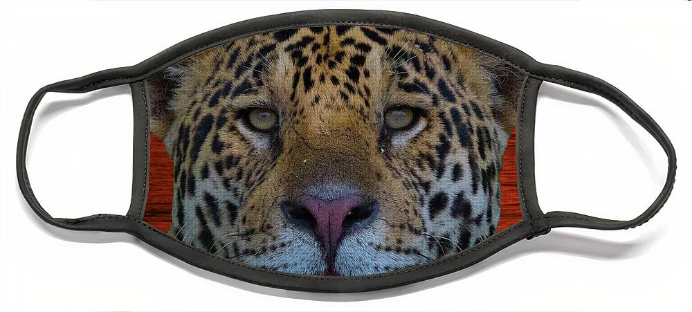 Jaguar Face Mask featuring the photograph Jaguar #1 by Patrick Nowotny