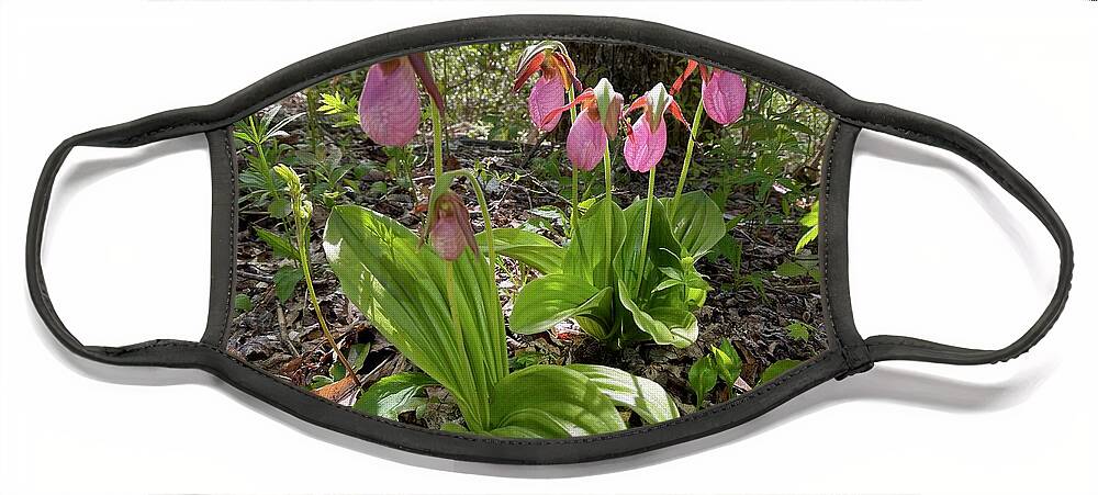  Face Mask featuring the photograph Lady slipper orchid #1 by Meta Gatschenberger