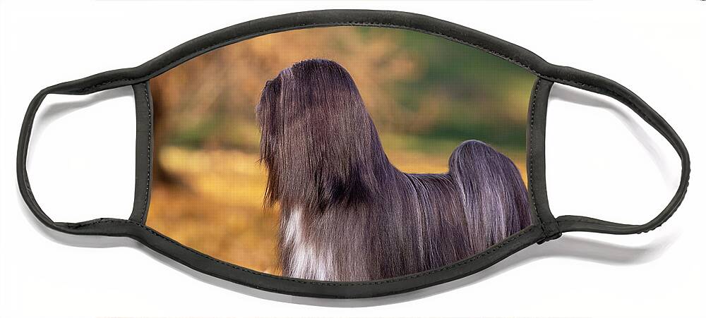 Lhasa Apso Face Mask featuring the photograph Lhasa Apso in Autumn by Diana Andersen