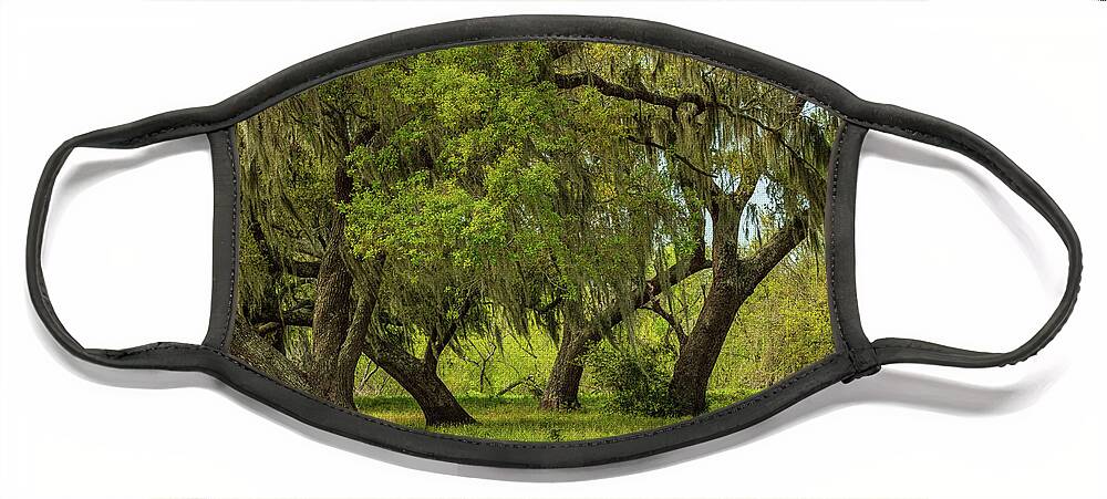 Tree Face Mask featuring the photograph Live Oak Stand by Seth Betterly