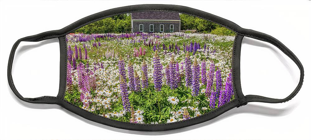 America Face Mask featuring the photograph Lupine Lawn by Susan Cole Kelly