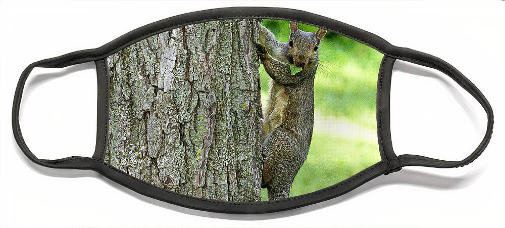 Squirrel Climbing Tree Eating Face Mask featuring the photograph Mr. Squirrel #1 by David Morehead