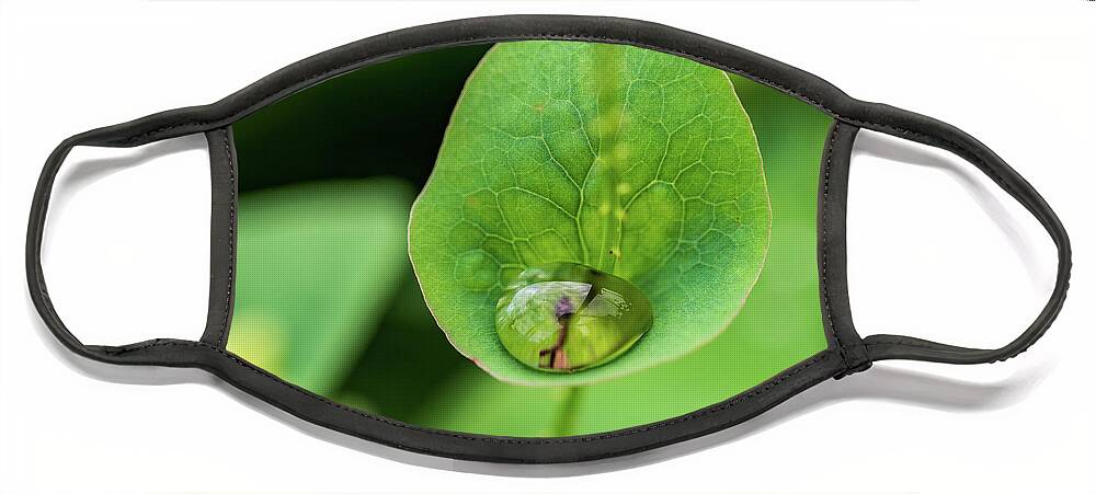 Plants Face Mask featuring the photograph Nature Photography - Plants #1 by Amelia Pearn