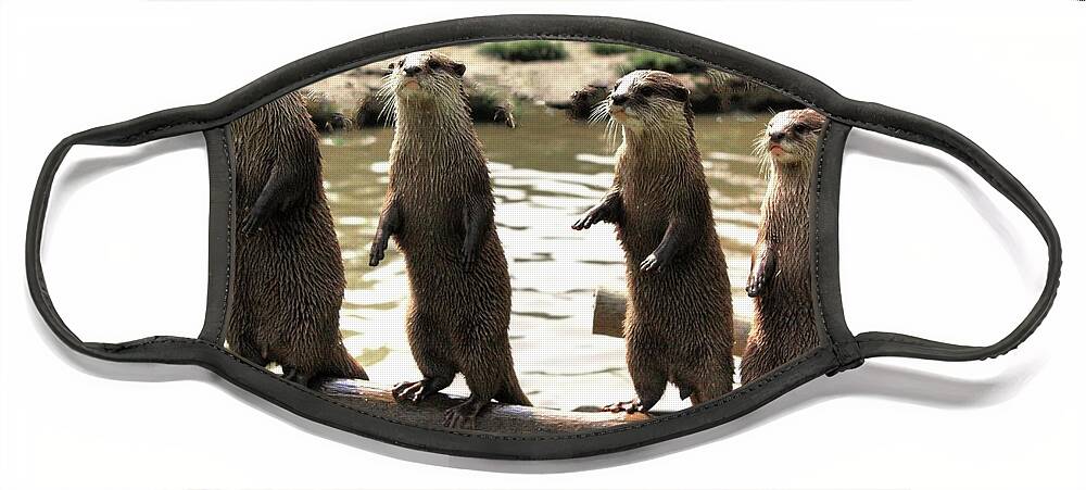 Otters Lutra Lutra Water Wild Life Animals Log 4 Otters Face Mask featuring the photograph Otters #1 by David Matthews